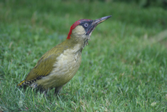 Green Woodpecker